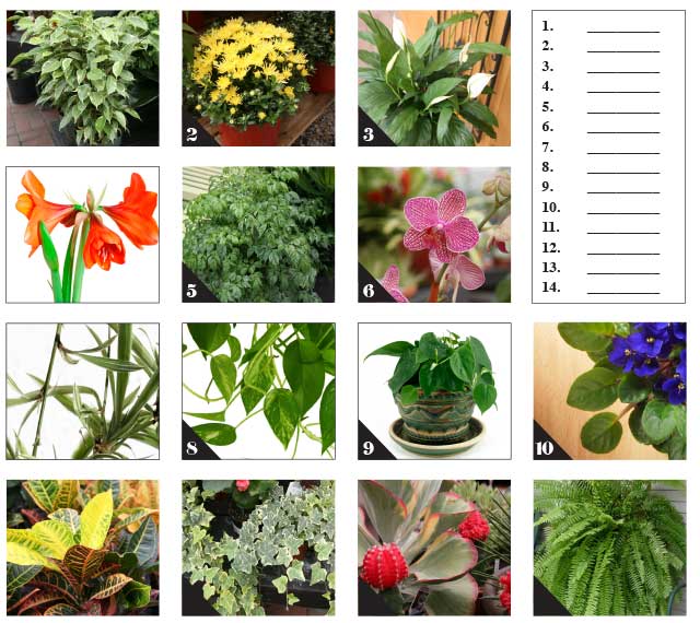 Quiz-plants-W13