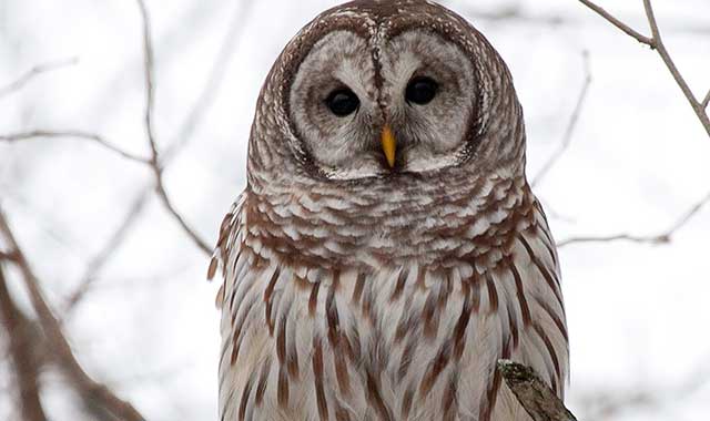 Two chances to learn about owls that inhabit the Fox Valley, such as this barred owl, and hike the woods in search of them: Take an “Owl Walk” on Dec. 7 at Glacial Park in Ringwood, or attend “Owls of McHenry County” on Jan. 9 at Prairieview Education Center in Crystal Lake.