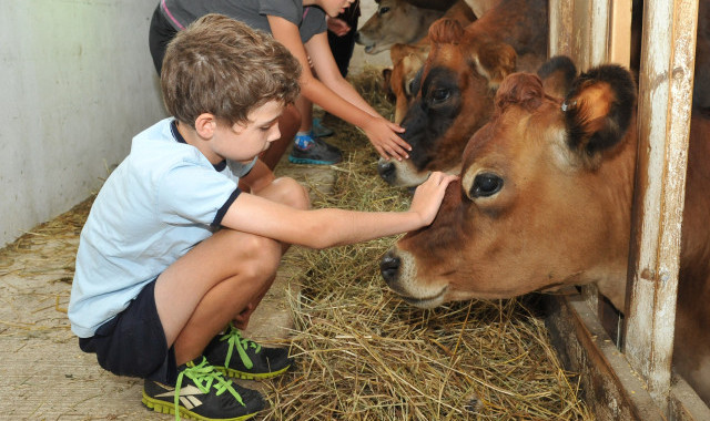 Youngsters can interact with live farm animals and learn how to care for them at Primrose Farm, in St. Charles. (Mike Frankowski photo)