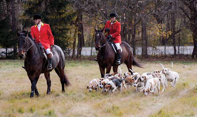 During a Wayne-DuPage Hunt Club hunt, the hounds closely follow the Master of Foxhounds and the "whipper-in." (Nellie Hertenstein photo)