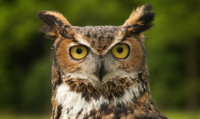 The great horned owl is one of the area’s easiest-to-spot owls. (David C. Olson photo)