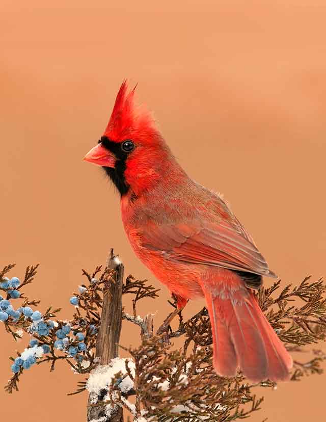 The Cardinal of Winter, Photography by David C. Olson